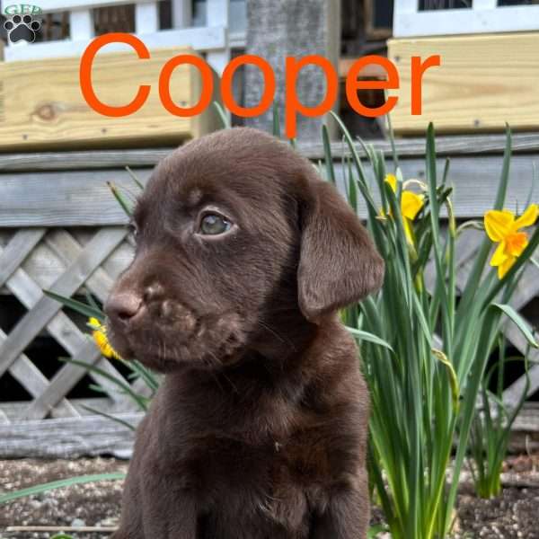 Cooper, Chocolate Labrador Retriever Puppy
